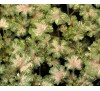 Гейхера Дью Дропс (Dew Drops) C1